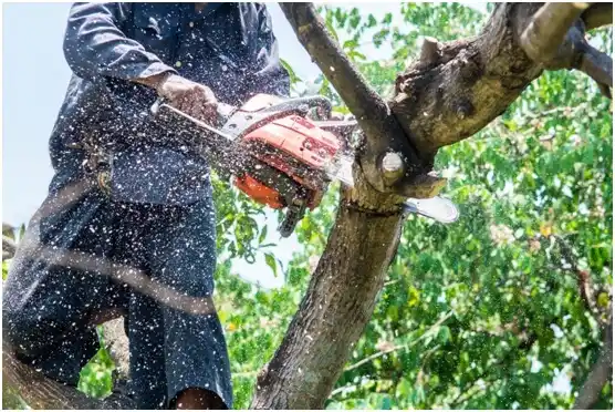 tree services Marysvale